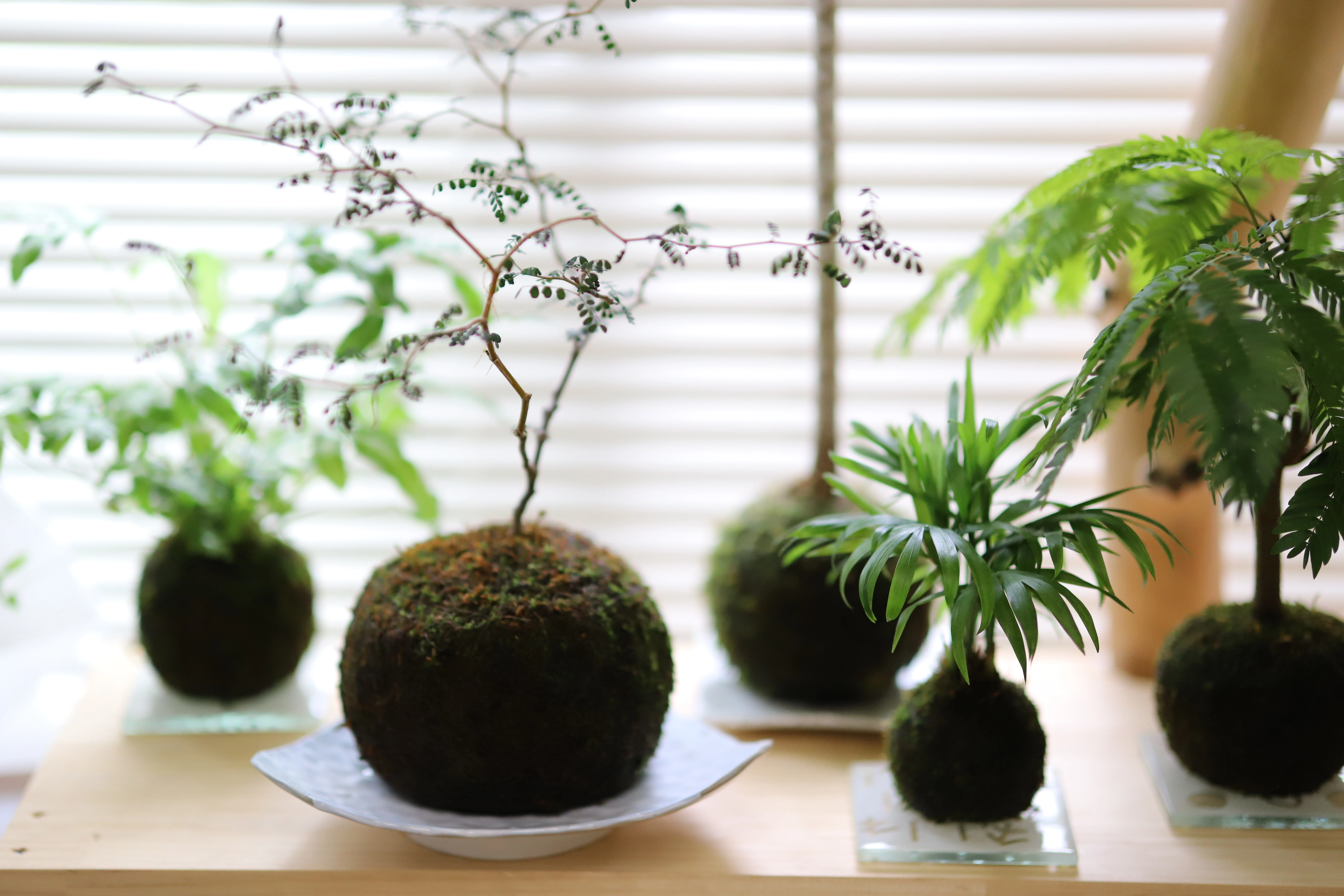 穏やかな雰囲気の一日葬、葬儀プランをご提案